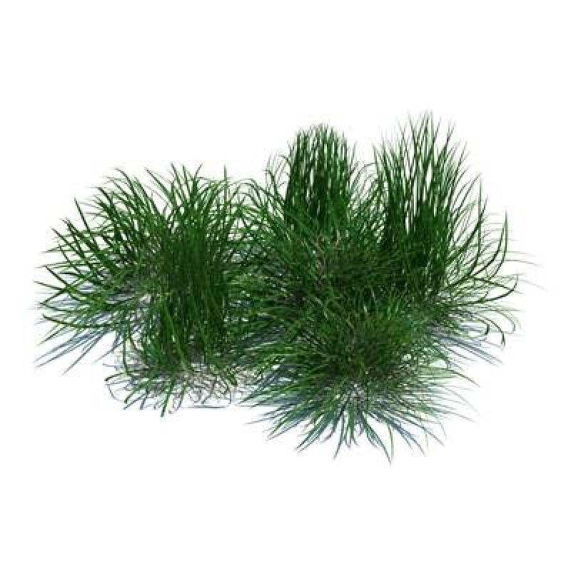 绿色草3D模型下载 绿色草3D模型下载