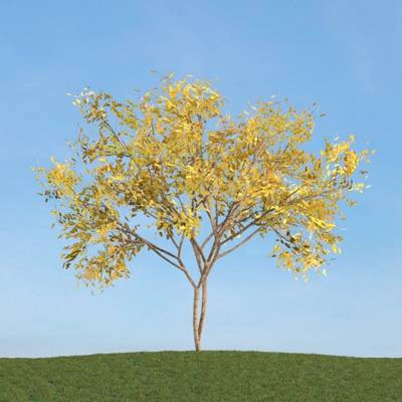 黄色景观树3D模型下载 黄色景观树3D模型下载