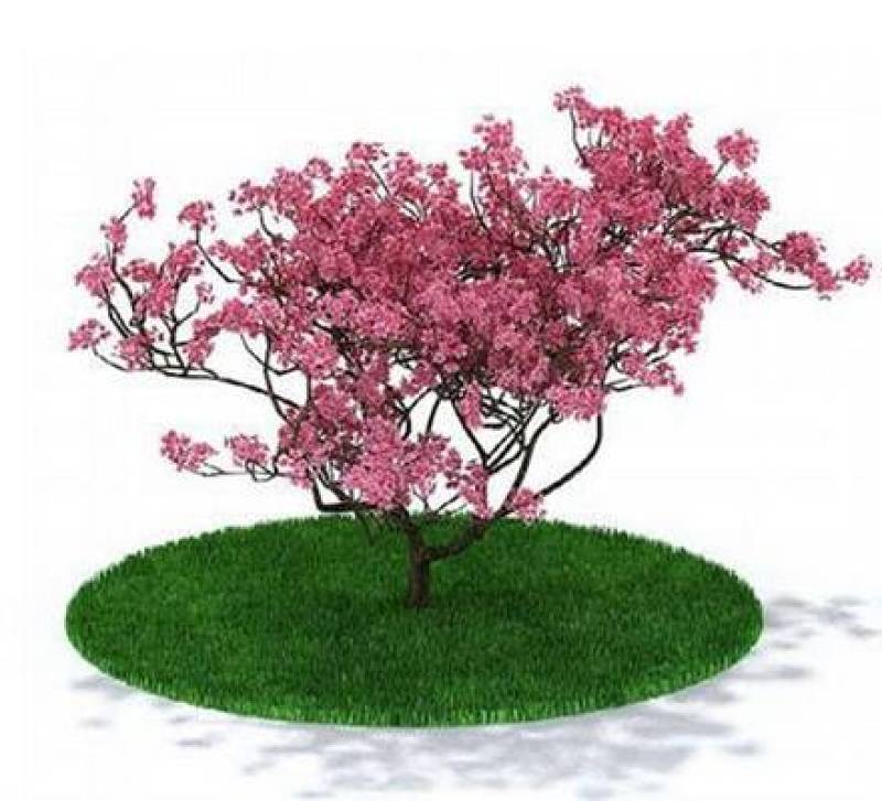 粉色景观树3D模型下载 粉色景观树3D模型下载