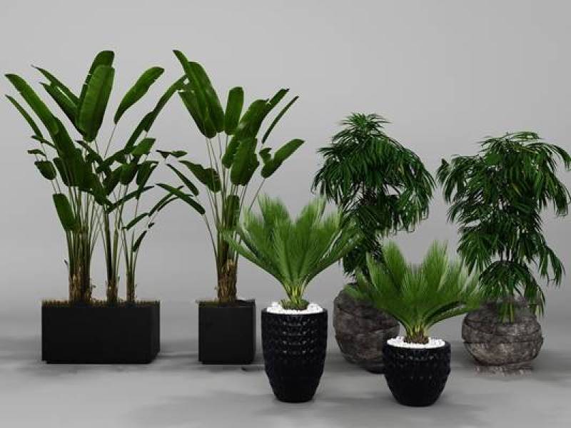现代绿植盆栽组合3d模型下载 现代绿植盆栽组合3d模型下载