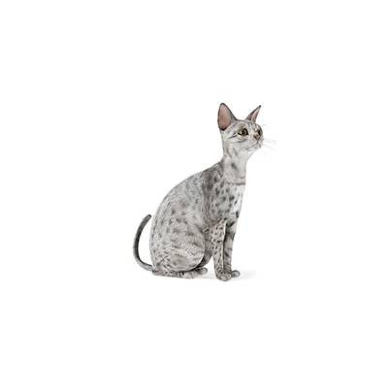 灰色猫3D模型下载 灰色猫3D模型下载