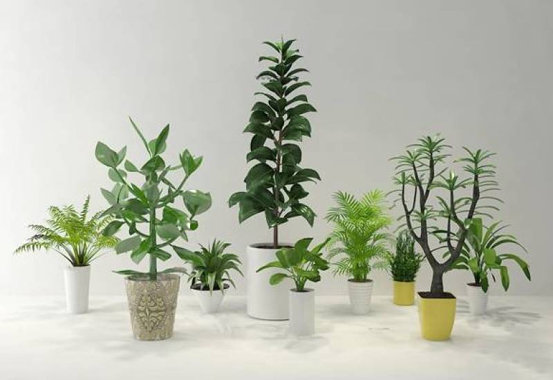 现代绿植盆栽组合3D模型下载 现代绿植盆栽组合3D模型下载