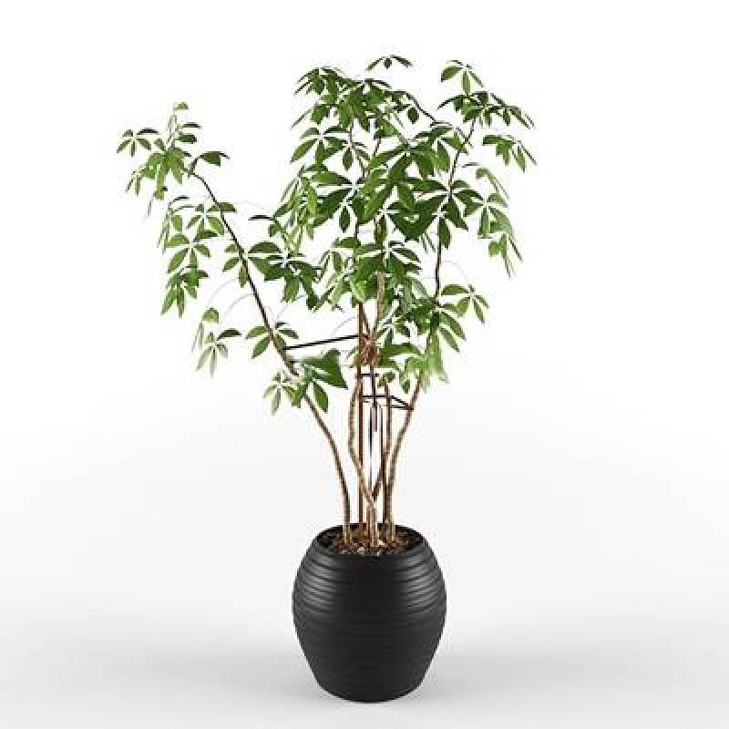 现代绿植树盆栽3D模型下载 现代绿植树盆栽3D模型下载