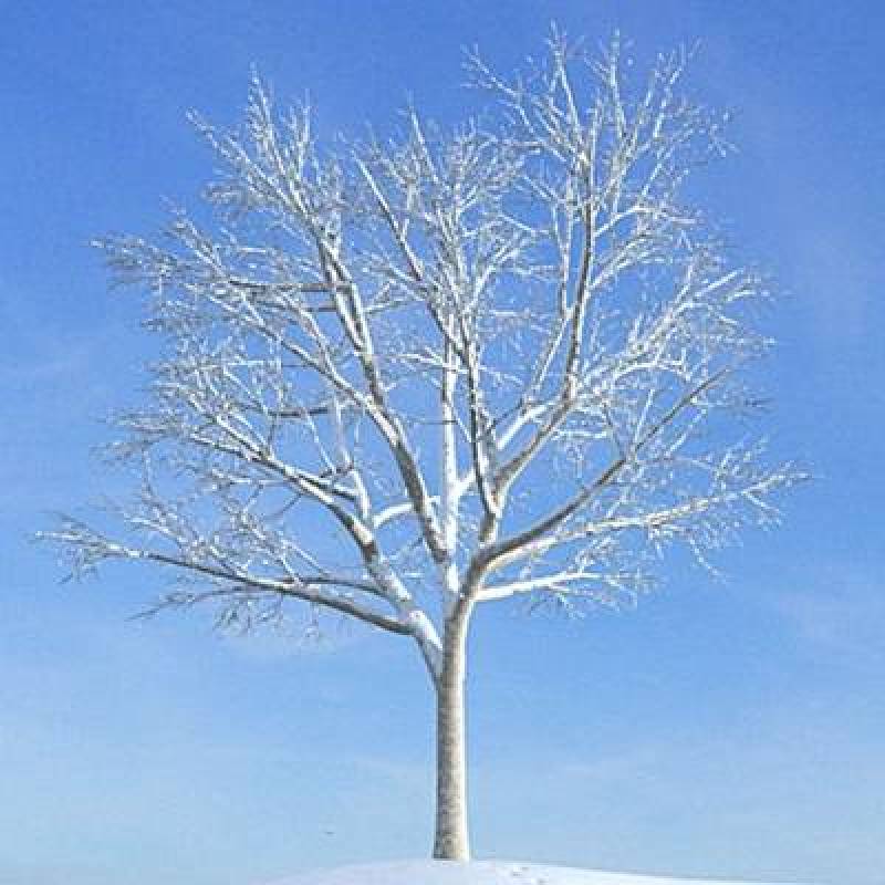 白色树3D模型下载 白色树3D模型下载