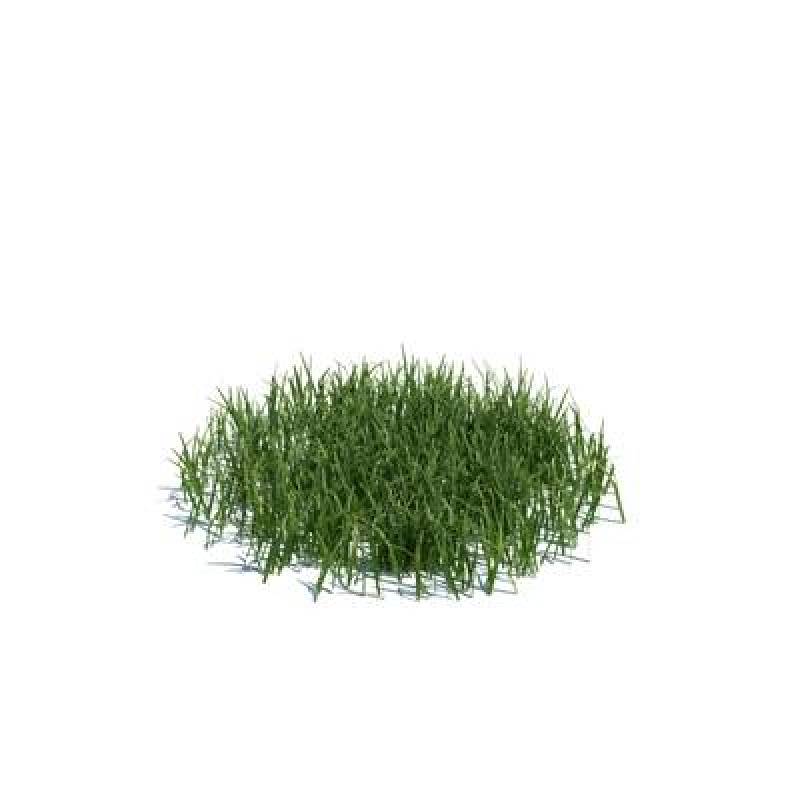 绿色草3D模型下载 绿色草3D模型下载