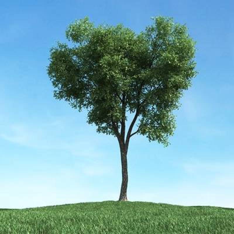绿色景观树3D模型下载 绿色景观树3D模型下载