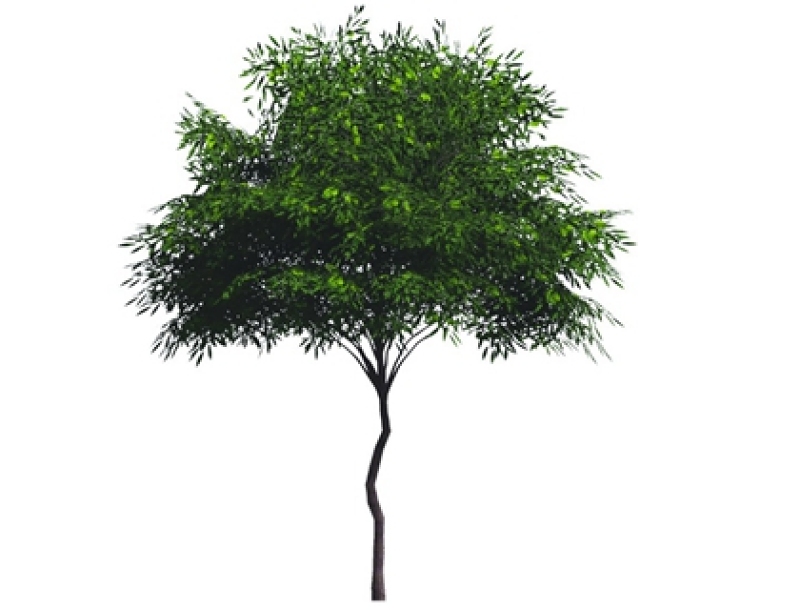 2D植物树SU模型下载 2D植物树SU模型下载