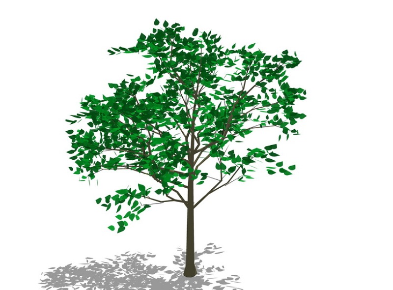 3D植物树SU模型下载 3D植物树SU模型下载