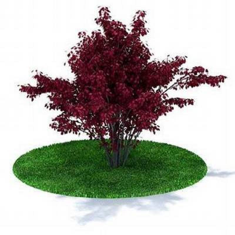 紫色景观树3D模型下载 紫色景观树3D模型下载