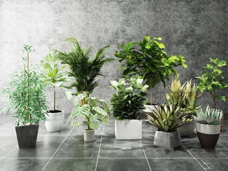 现代绿植盆栽组合3D模型下载 现代绿植盆栽组合3D模型下载