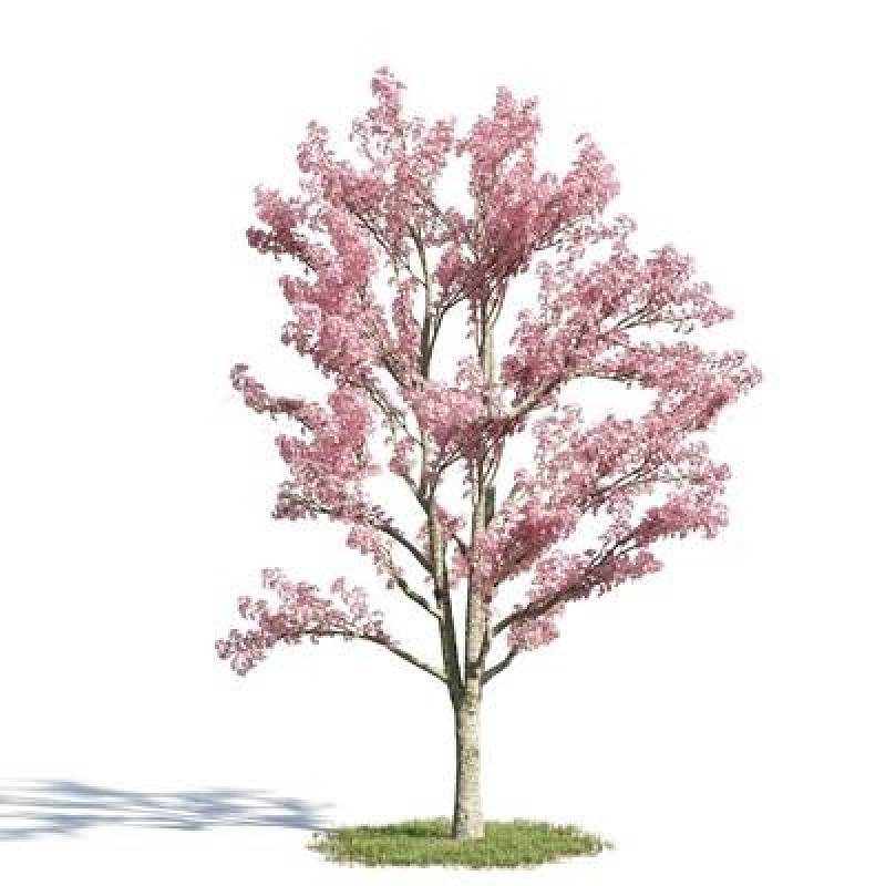 现代樱花树3D模型下载下载 现代樱花树3D模型下载下载