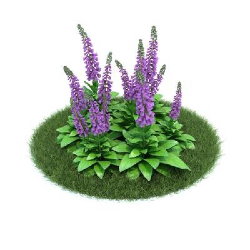 紫色花3D模型下载 紫色花3D模型下载