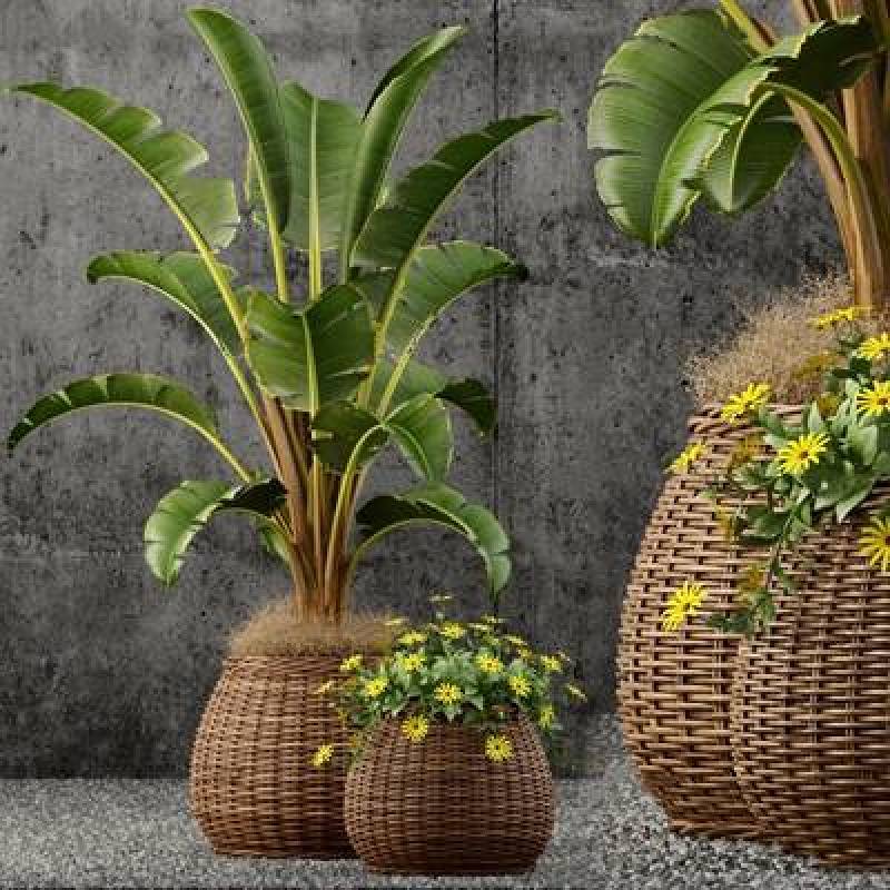 现代藤编盆芭蕉盆栽3D模型下载 现代藤编盆芭蕉盆栽3D模型下载