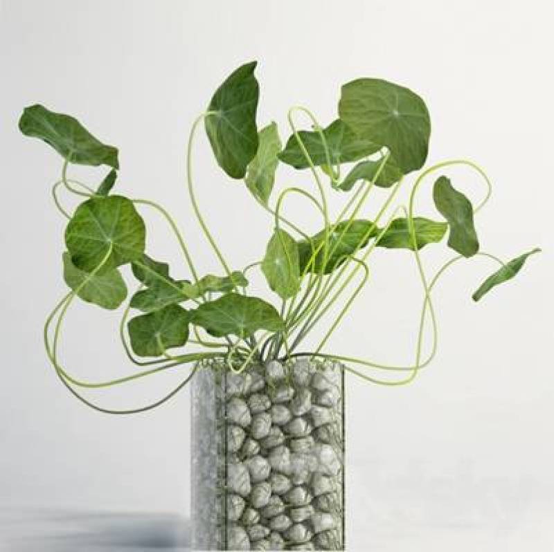 绿色盆栽3D模型下载 绿色盆栽3D模型下载