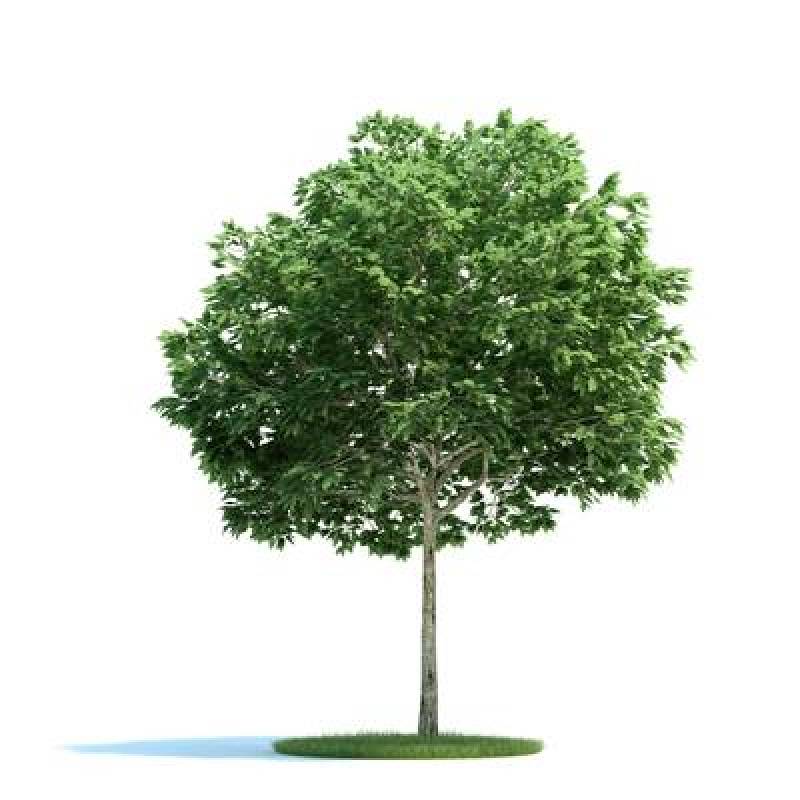 绿色树3D模型下载 绿色树3D模型下载