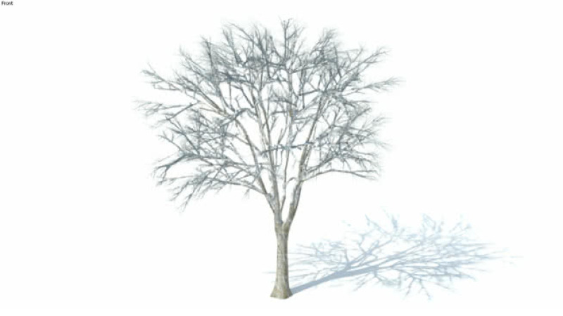 低维3D树木冬季（027） 画 植物 迷雾 其他 家居物品 SU模型下载 低维3D树木冬季（027） 画 植物 迷雾 其他 家居物品 SU模型下载