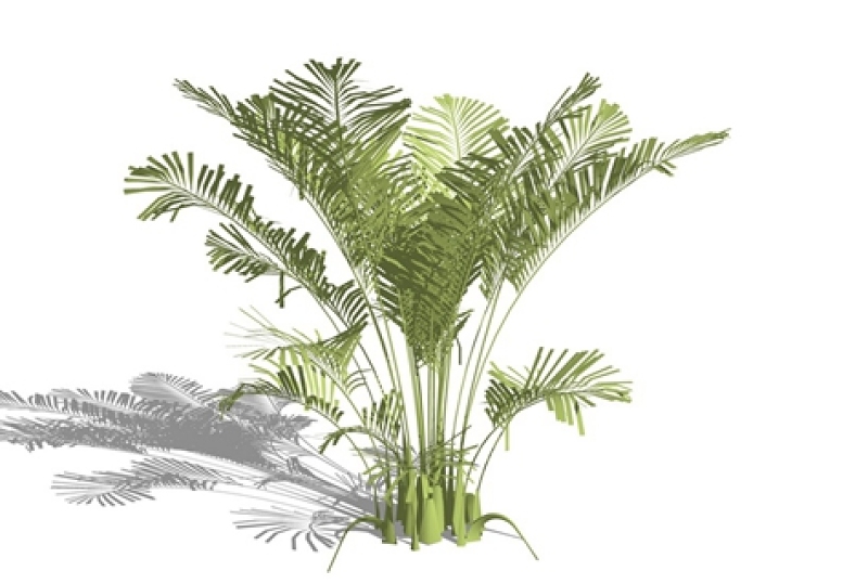 3D棕榈科植物SU模型下载 3D棕榈科植物SU模型下载