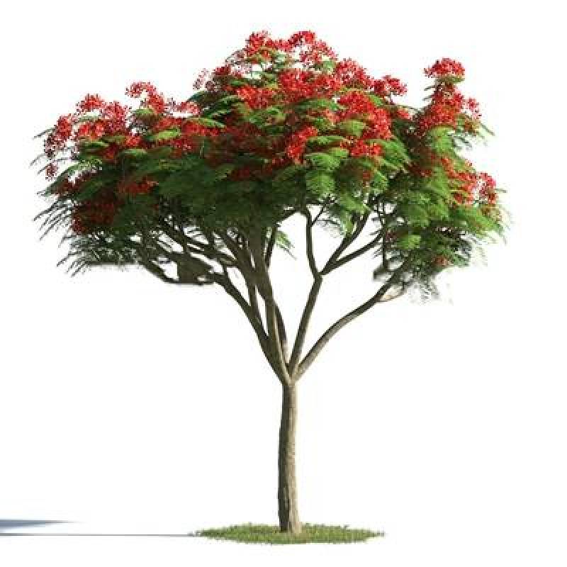 现代室外树3d模型下载 现代室外树3d模型下载
