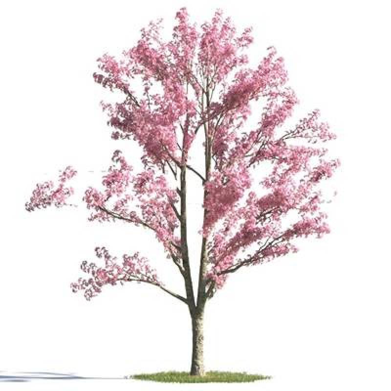 现代室外树3d模型下载下载 现代室外树3d模型下载下载
