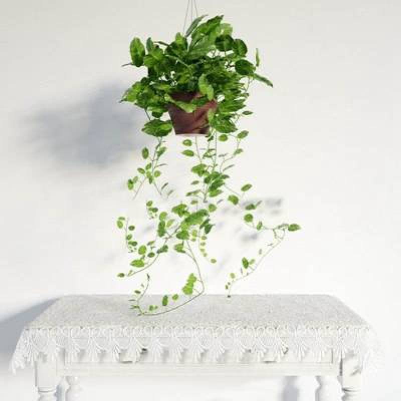 盆栽植物花卉盆栽植物 植物 盆栽3D模型下载 盆栽植物花卉盆栽植物 植物 盆栽3D模型下载