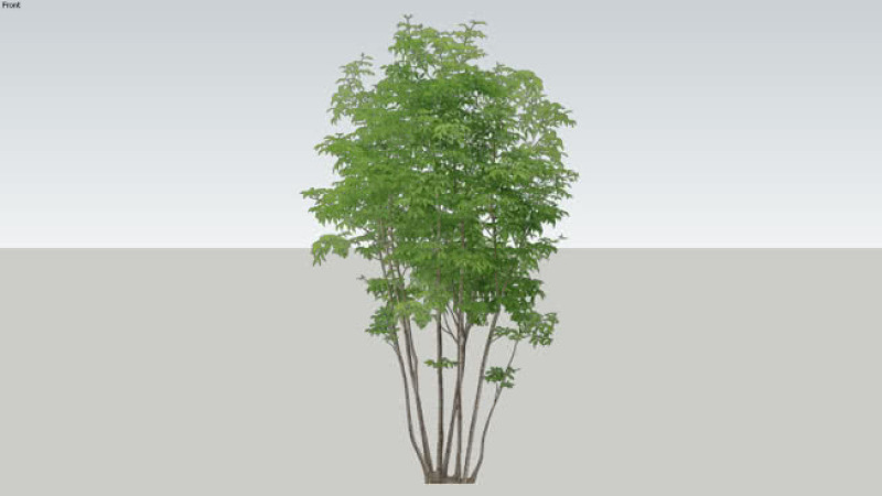 多杆树（2D） 其他 植物 画 花瓶 湖 SU模型下载 多杆树（2D） 其他 植物 画 花瓶 湖 SU模型下载