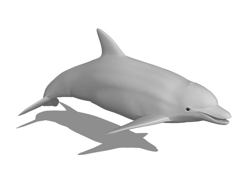 海豚SU模型下载 海豚SU模型下载