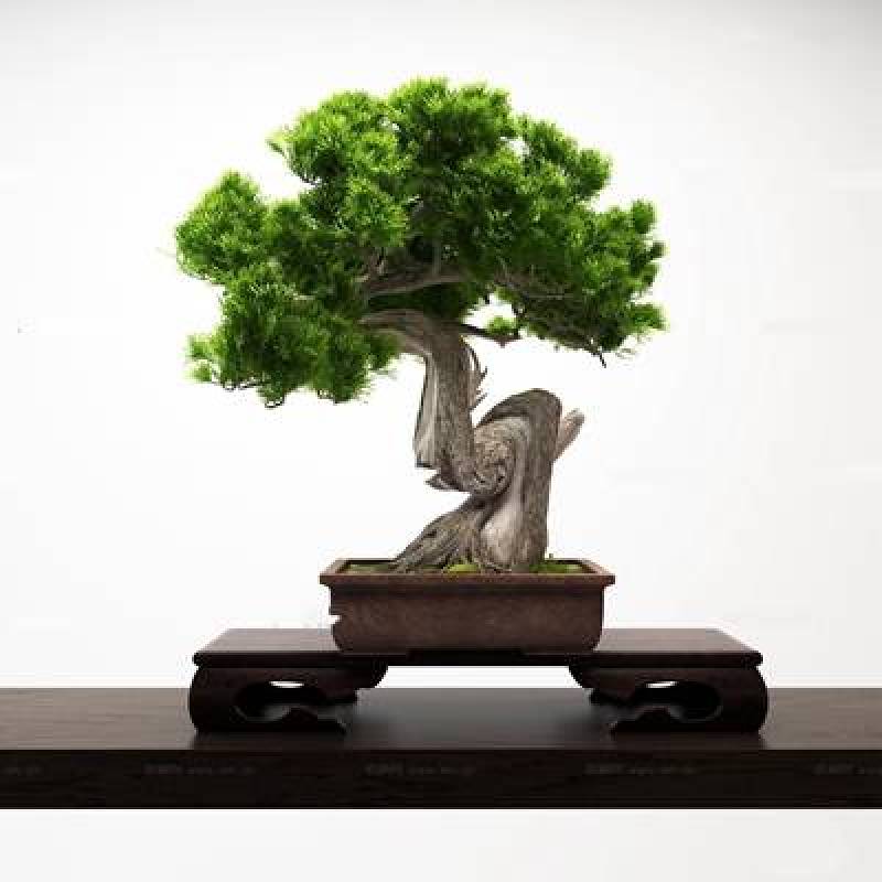 中式松树盆景3D模型下载 中式松树盆景3D模型下载