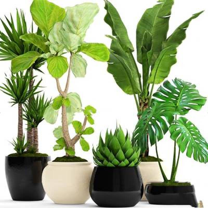 现代植物盆栽组合3D模型下载 现代植物盆栽组合3D模型下载