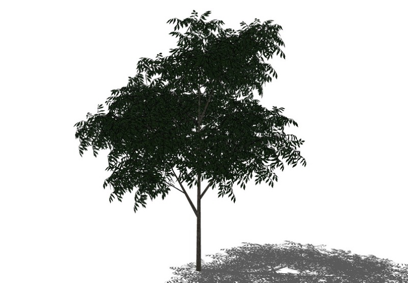 3D植物树SU模型下载 3D植物树SU模型下载