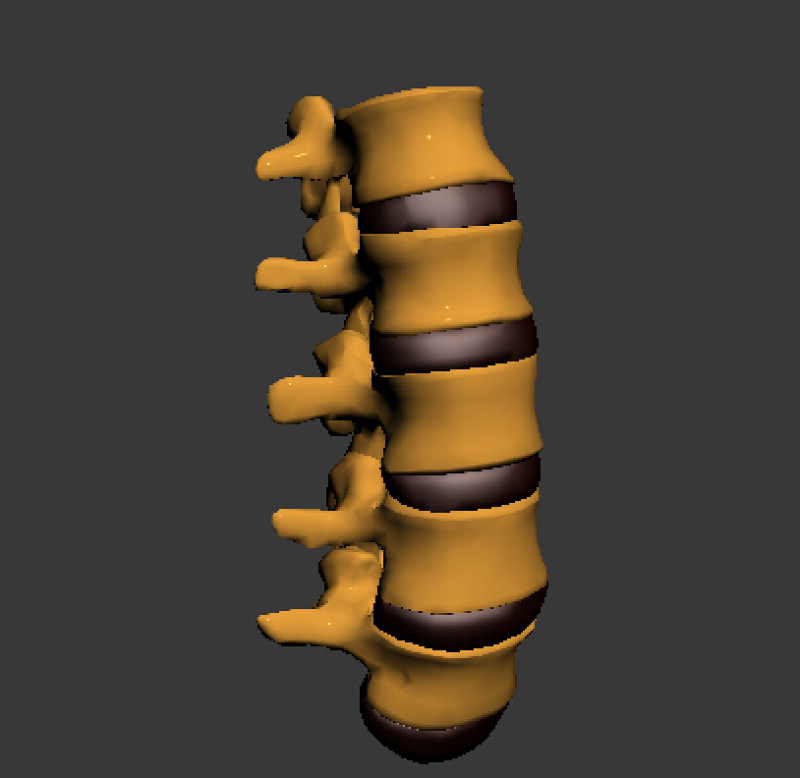 人体腰椎骨骼3DMAX模型