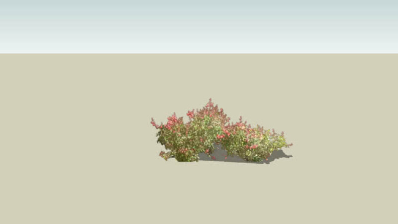 相思花灌木 沙漠 植物 其他 画 演出 SU模型下载 相思花灌木 沙漠 植物 其他 画 演出 SU模型下载