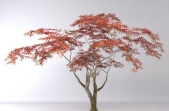 北美枫香树