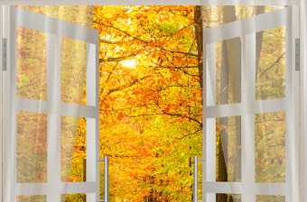 枫林窗户背景墙
