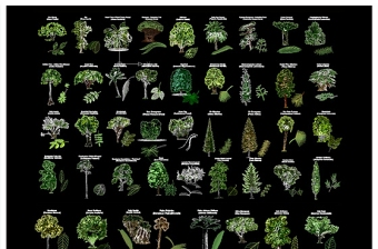 园林cad植物图