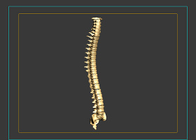 人体脊椎3dmax模型