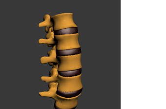 人体腰椎骨骼3DMAX模型
