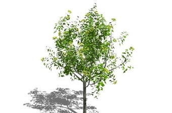 景观树SU模型下载 景观树SU模型下载