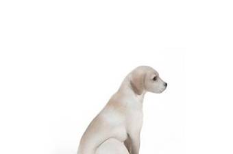 白色狗3D模型下载 白色狗3D模型下载