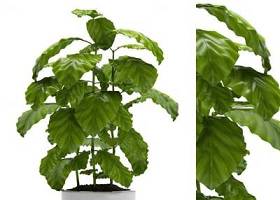 现代绿植盆栽3D模型下载 现代绿植盆栽3D模型下载