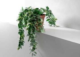 现代绿植盆栽3D模型下载 现代绿植盆栽3D模型下载