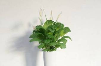 盆栽植物植物 盆栽 花卉盆栽植物3D模型下载 盆栽植物植物 盆栽 花卉盆栽植物3D模型下载