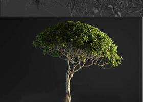 现代装饰树盆栽3D模型下载 现代装饰树盆栽3D模型下载