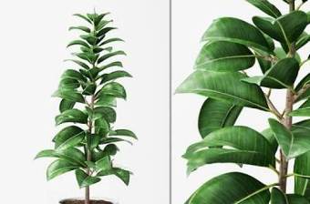 现代盆栽植物国外模型 现代 植物 盆栽3D模型下载 现代盆栽植物国外模型 现代 植物 盆栽3D模型下载