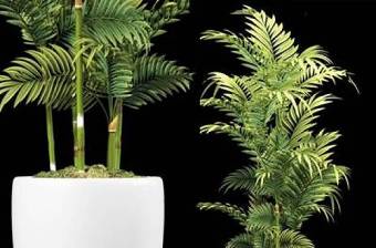 现代散尾葵植物3D模型下载 现代散尾葵植物3D模型下载