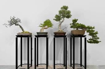 中式花架松树盆景盆栽组合3D模型下载 中式花架松树盆景盆栽组合3D模型下载