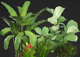现代芭蕉绿植盆栽组合3D模型下载 现代芭蕉绿植盆栽组合3D模型下载