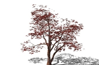 精品免费植物树SU模型下载 精品免费植物树SU模型下载