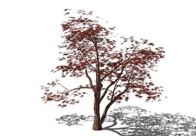 精品免费植物树SU模型下载 精品免费植物树SU模型下载