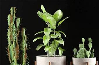 现代仙人掌植物盆栽组合3d模型下载 现代仙人掌植物盆栽组合3d模型下载