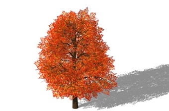 景观树SU模型下载 景观树SU模型下载